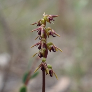 Corunastylis clivicola at Stromlo, ACT - 21 Mar 2023