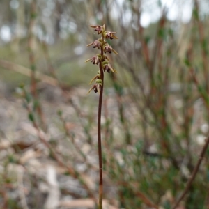 Corunastylis clivicola at Stromlo, ACT - 21 Mar 2023