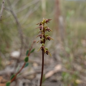 Corunastylis clivicola at Stromlo, ACT - 21 Mar 2023