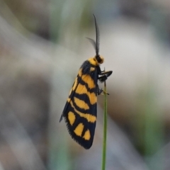 Asura lydia (Lydia Lichen Moth) at Block 402 - 21 Mar 2023 by RobG1