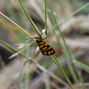 Asura lydia at Stromlo, ACT - suppressed