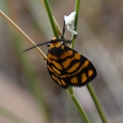 Asura lydia at Stromlo, ACT - suppressed