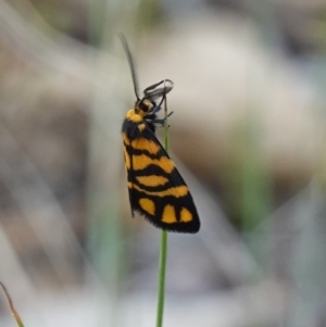 Asura lydia at Stromlo, ACT - suppressed