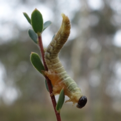 Pseudoperga sp. (genus) (Sawfly, Spitfire) at Stromlo, ACT - 21 Mar 2023 by RobG1