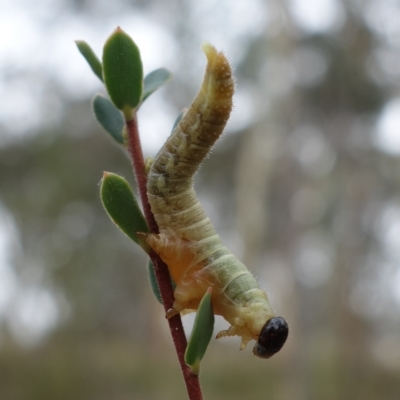 Pseudoperga sp. (genus) (Sawfly, Spitfire) at Piney Ridge - 21 Mar 2023 by RobG1