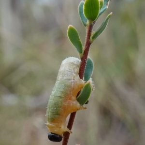 Pseudoperga sp. (genus) at Stromlo, ACT - 21 Mar 2023