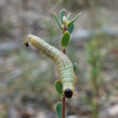 Pseudoperga sp. (genus) at Stromlo, ACT - 21 Mar 2023