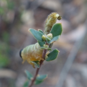 Pseudoperga sp. (genus) at Stromlo, ACT - 21 Mar 2023