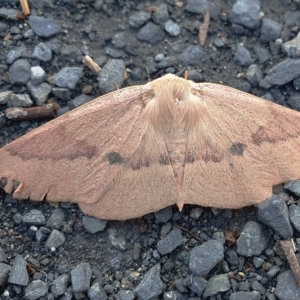 Monoctenia falernaria at Yass River, NSW - 29 Mar 2023