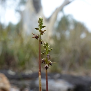 Corunastylis clivicola at Stromlo, ACT - 21 Mar 2023