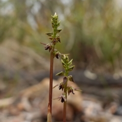 Corunastylis clivicola at Stromlo, ACT - suppressed