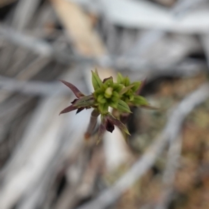 Corunastylis clivicola at Stromlo, ACT - suppressed