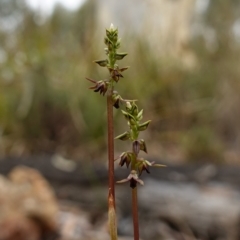 Corunastylis clivicola at Stromlo, ACT - 21 Mar 2023