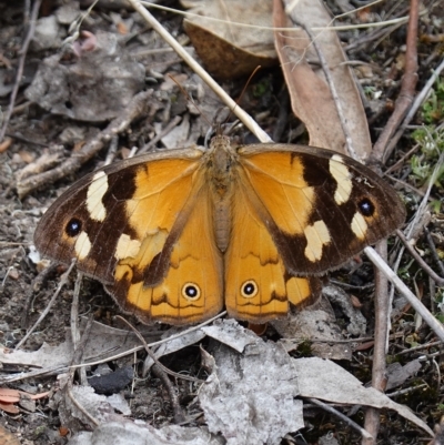 Heteronympha merope (Common Brown Butterfly) at Piney Ridge - 22 Mar 2023 by RobG1