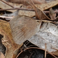 Heteronympha merope at Stromlo, ACT - 22 Mar 2023