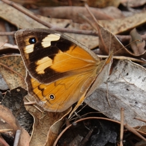 Heteronympha merope at Stromlo, ACT - 22 Mar 2023