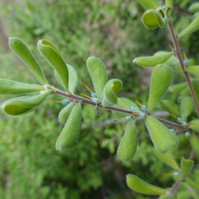 Persoonia rigida (Hairy Geebung) at Molonglo Valley, ACT - 22 Mar 2023 by RobG1