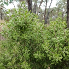 Persoonia rigida at Molonglo Valley, ACT - 22 Mar 2023