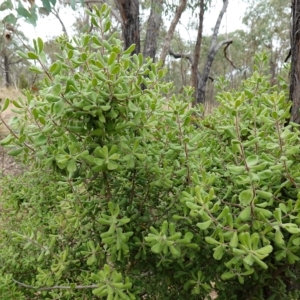 Persoonia rigida at Molonglo Valley, ACT - 22 Mar 2023 01:36 PM