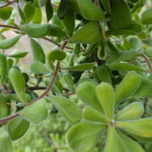 Persoonia rigida at Molonglo Valley, ACT - 22 Mar 2023