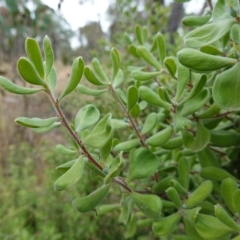 Persoonia rigida at Molonglo Valley, ACT - 22 Mar 2023 01:36 PM