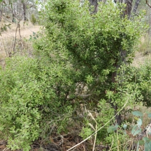 Persoonia rigida at Molonglo Valley, ACT - 22 Mar 2023 01:36 PM