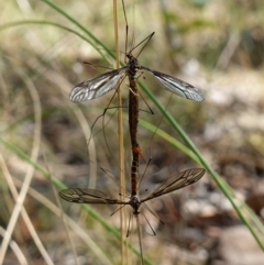 Ptilogyna sp. (genus) (A crane fly) at Block 402 - 28 Mar 2023 by RobG1