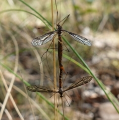 Ptilogyna sp. (genus) (A crane fly) at Piney Ridge - 28 Mar 2023 by RobG1