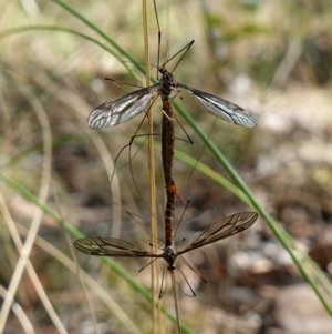 Ptilogyna sp. (genus) (TBC) at suppressed by RobG1
