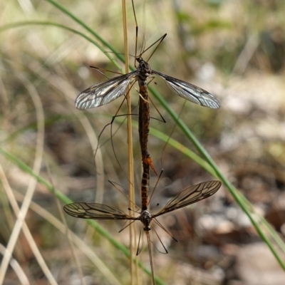 Ptilogyna sp. (genus) (A crane fly) at Piney Ridge - 28 Mar 2023 by RobG1
