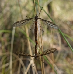 Ptilogyna sp. (genus) at Stromlo, ACT - 28 Mar 2023