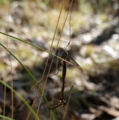 Ptilogyna sp. (genus) at Stromlo, ACT - 28 Mar 2023 11:09 AM