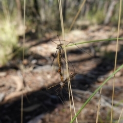 Ptilogyna sp. (genus) at Stromlo, ACT - 28 Mar 2023