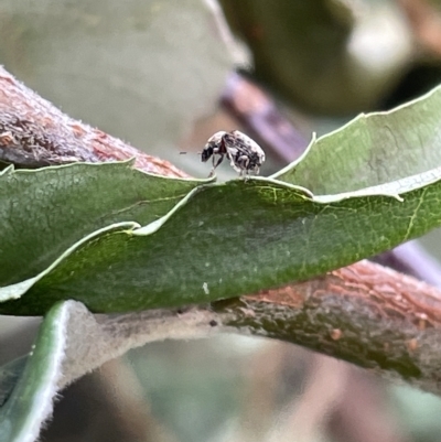 Anthribidae sp. (family) (Unidentified fungus weevil) at Canberra, ACT - 27 Mar 2023 by Hejor1