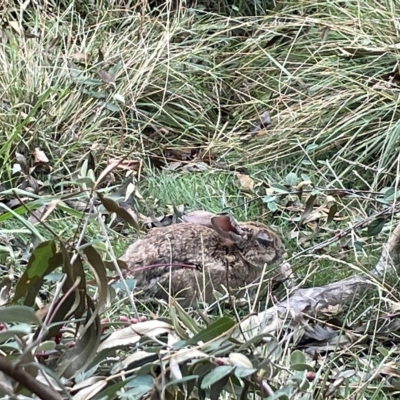 Oryctolagus cuniculus (European Rabbit) at City Renewal Authority Area - 27 Mar 2023 by Hejor1