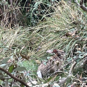 Oryctolagus cuniculus at Canberra, ACT - 27 Mar 2023