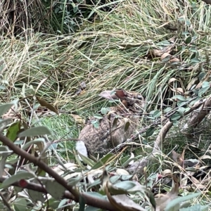 Oryctolagus cuniculus at Canberra, ACT - 27 Mar 2023