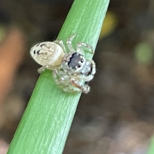 Opisthoncus grassator at Braddon, ACT - 27 Mar 2023 03:48 PM