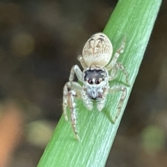 Opisthoncus grassator at Braddon, ACT - 27 Mar 2023 03:48 PM