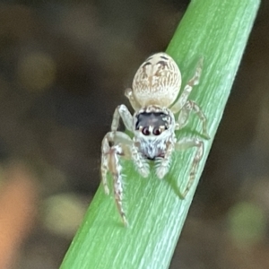 Opisthoncus grassator at Braddon, ACT - 27 Mar 2023