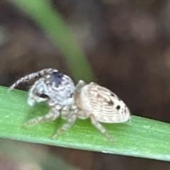 Opisthoncus grassator at Braddon, ACT - 27 Mar 2023 03:48 PM