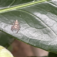 Opisthoncus sp. (genus) (Unidentified Opisthoncus jumping spider) at City Renewal Authority Area - 27 Mar 2023 by Hejor1