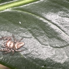 Opisthoncus sp. (genus) at Braddon, ACT - 27 Mar 2023