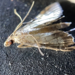 Cnaphalocrocis poeyalis at Acton, ACT - 27 Mar 2023 12:45 PM