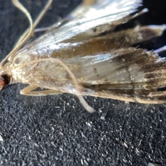 Cnaphalocrocis poeyalis at Acton, ACT - 27 Mar 2023 12:45 PM