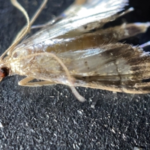 Cnaphalocrocis poeyalis at Acton, ACT - 27 Mar 2023 12:45 PM