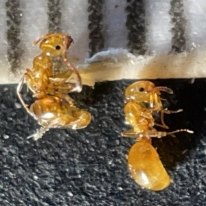 Stigmacros sp. (genus) (An Ant) at Acton, ACT by Hejor1
