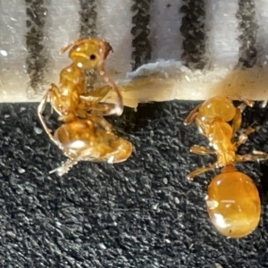 Stigmacros sp. (genus) at Acton, ACT - 27 Mar 2023 12:47 PM