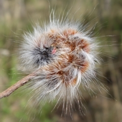 Anthela varia (Hairy Mary) at Block 402 - 28 Mar 2023 by RobG1