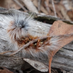 Anthela varia at Stromlo, ACT - 28 Mar 2023 12:18 PM